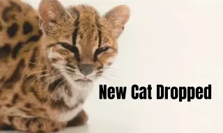Tilcayo / New Cat Dropped meme card, common rarity