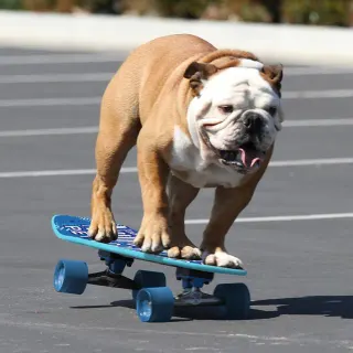 Tillman the Skateboarding Bulldog meme card, common rarity
