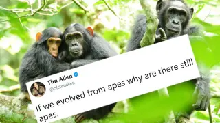 Tim Allen's Evolution Tweet meme card, common rarity