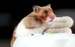 Tiny Hamster meme card, common rarity