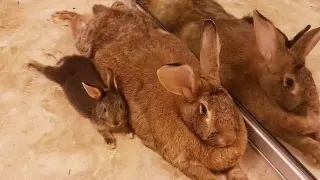 Carte meme Tiny Rabbit Is Obsessed With Giant Girlfriend, rareté commune