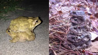 Toad Stacking meme card, common rarity