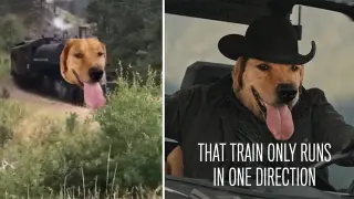 Train Dog meme card, common rarity