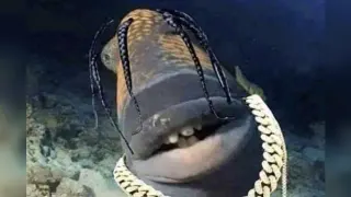 Travis Scott Fish meme card, common rarity