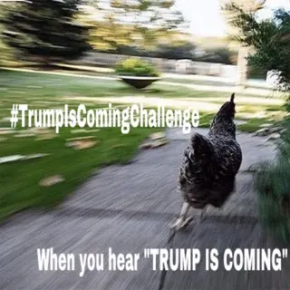 Trump Is Coming / #TrumpIsComing meme card, common rarity
