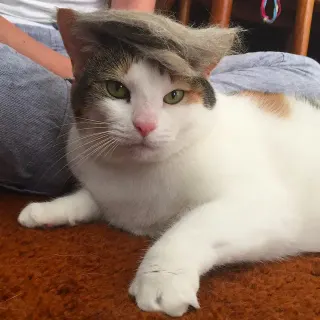 Trump Your Cat meme card, common rarity