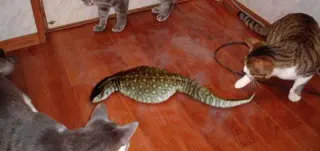 Tsuchinoko Real meme card, rare rarity