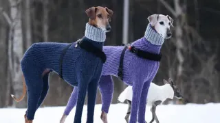 Turtleneck Sweater Dogs meme card, common rarity