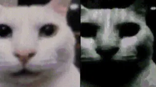 Uncanny Cat meme card, rare rarity