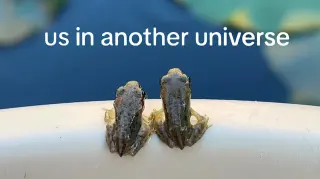 Carte meme Us In Another Universe, rareté commune