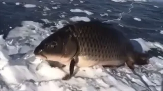 Walking Fish meme card, common rarity