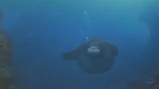 Water Monke / Searching For The Sea Banana meme card, common rarity