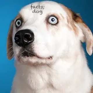 We Rate Dogs meme card, common rarity