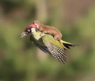 WeaselPecker meme card, common rarity