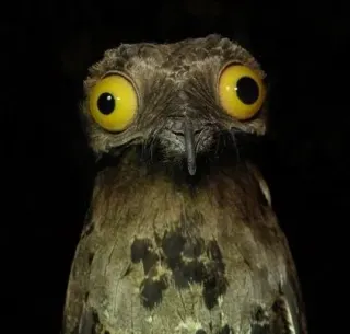 Weird Stuff I Do Potoo meme card, rare rarity