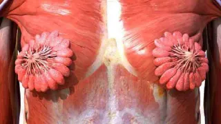 Carte meme What Breast Milk Ducts Look Like, rareté commune