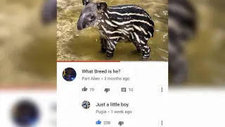 What Breed Is He? Just A Little Boy meme card, common rarity