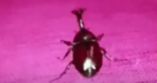 Carte meme Whatever. Go My Scarab, rareté commune