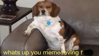 What's Up You Meme Loving Fuck meme card, common rarity