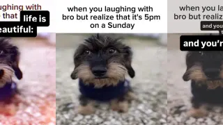 When You Laughing With Bro meme card, common rarity