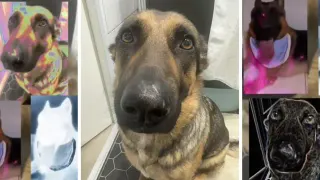 Carte meme Whining Dog / German Shepherd Whining, rareté commune