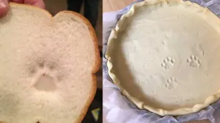 Carte meme Who Stepped on the Bread? I Did, rareté commune