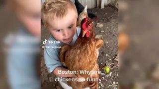 Carte meme Why Are Chickens So Funny?, rareté commune