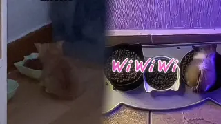 Wi Wi Wi Cat meme card, common rarity