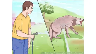 Wikihow Dog Sprayed By Hose meme card, common rarity