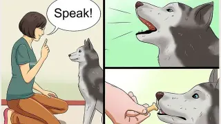 WikiHow Dog Training meme card, common rarity