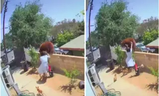 Carte meme Woman Pushing Bear Off Fence, rareté commune