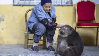 Carte meme Xing Xing The One-Armed Monkey, rareté commune