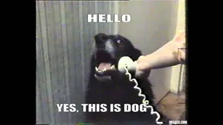 Yes, This is Dog meme card, rare rarity