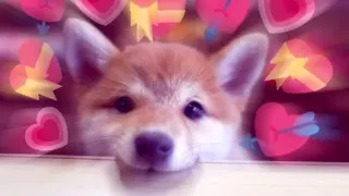 You So Precious When You Smile meme card, epic rarity