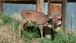 Zombie Deer Disease meme card, common rarity