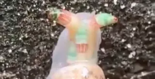 Zombie Snail meme card, common rarity